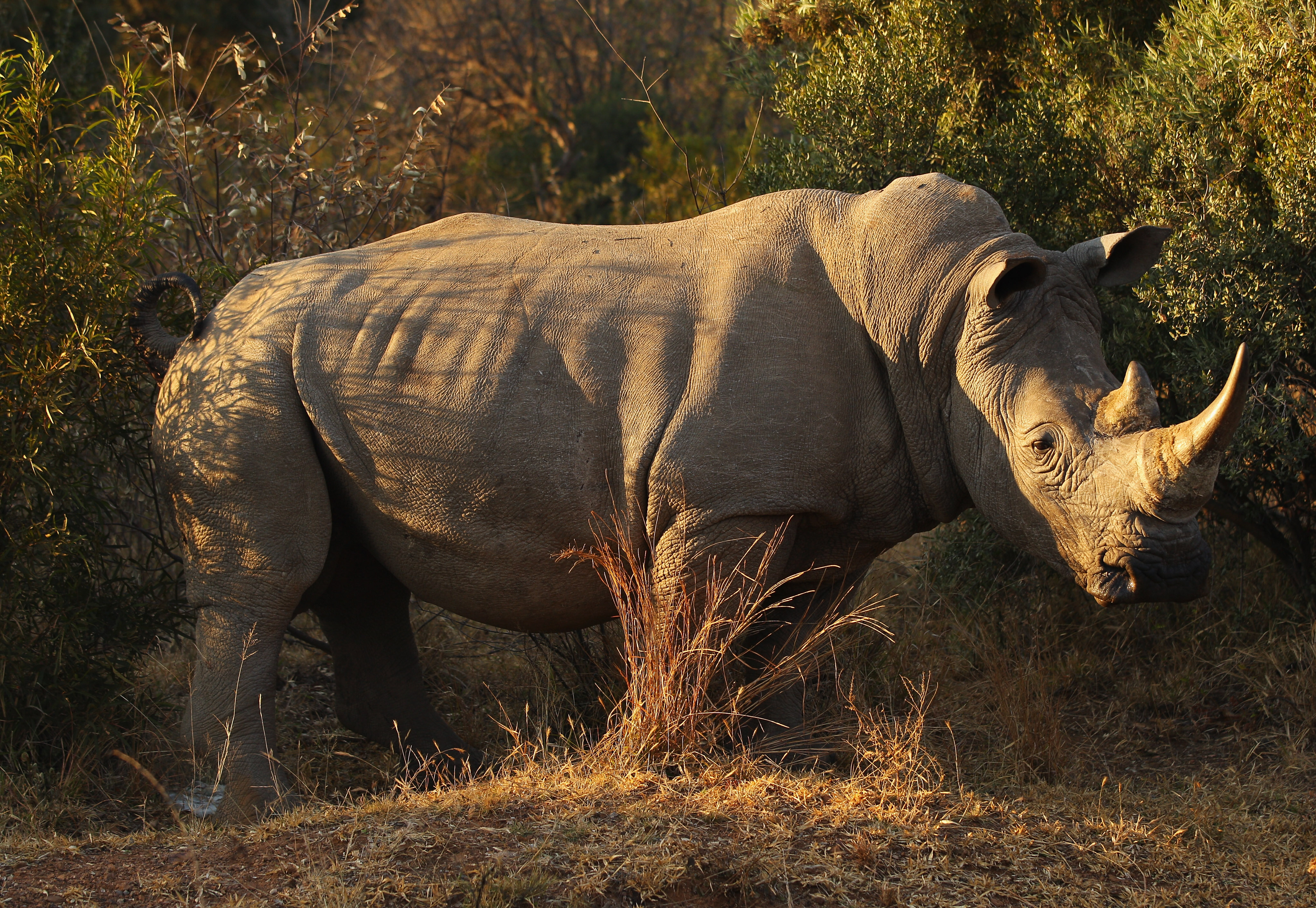 Страна носорогов. Белый носорог. Африканский белый носорог. Южный белый носорог. Суматранский носорог.