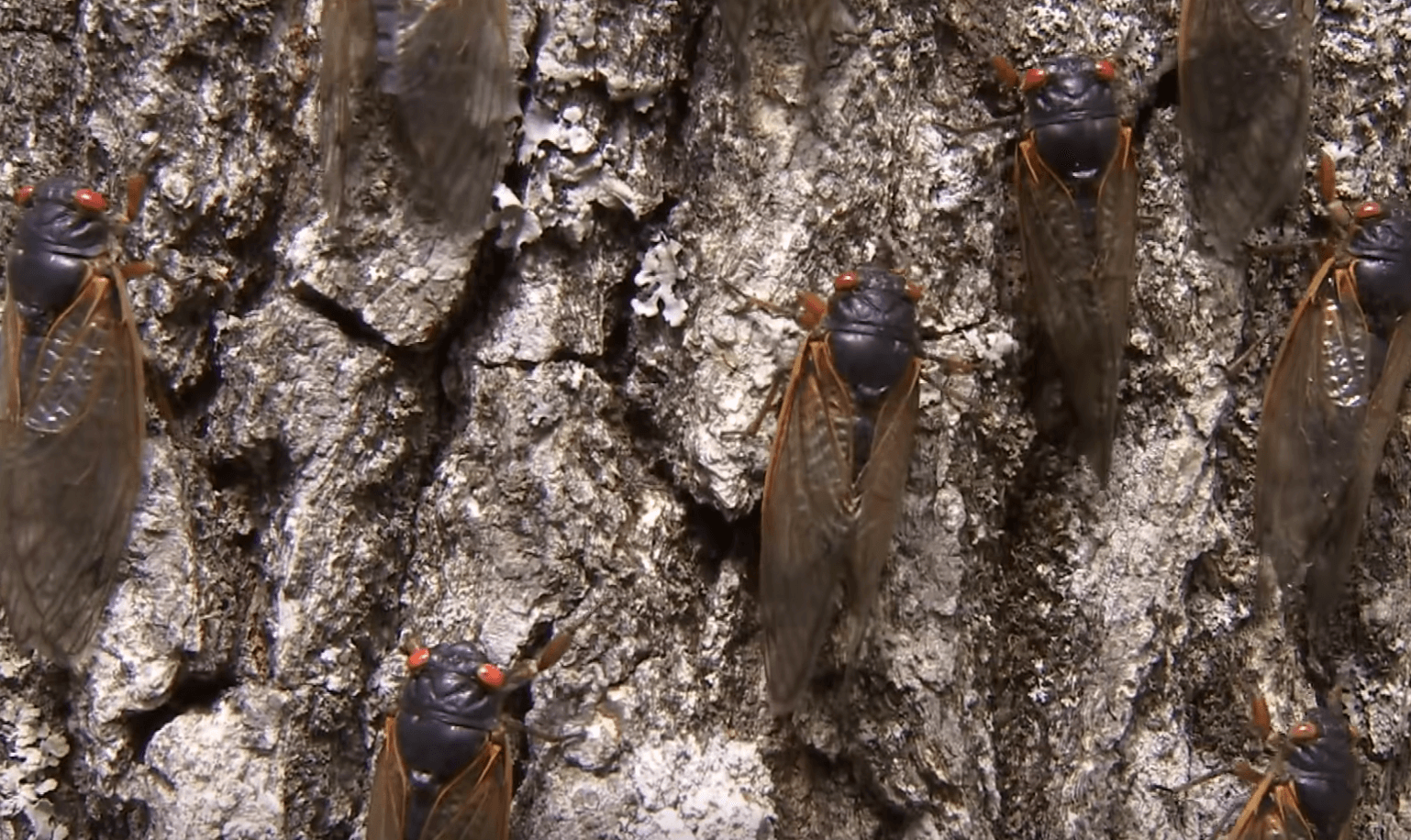Trillions Of Cicadas Begin To Emerge Including Sex Crazed Zombies News And Guts Media 