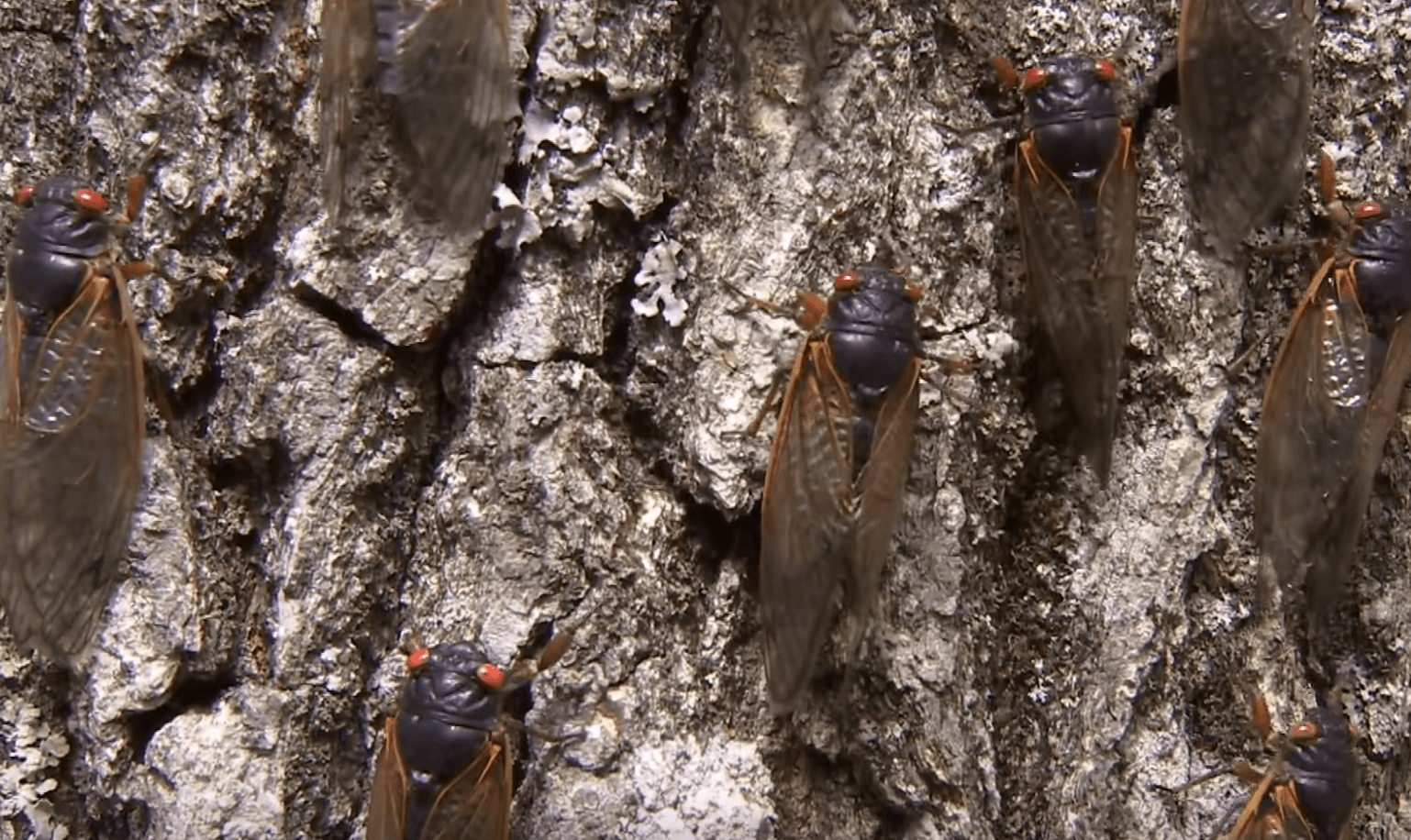 Trillions Of Cicadas Begin To Emerge Including Sex Crazed Zombies News And Guts Media